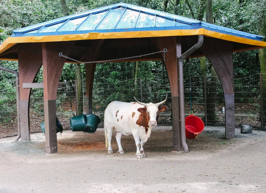 Affection Section at Disney’s Animal Kingdom (A Resorts Gal Attraction Guide)