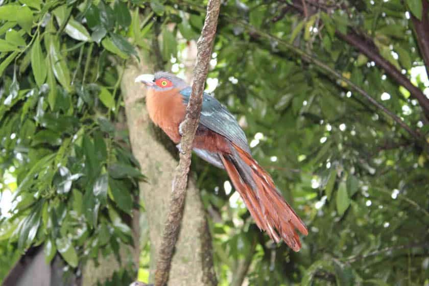 bird with reddish brown breast 