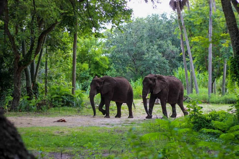 Elephants at Disney's Animal Kingdom 