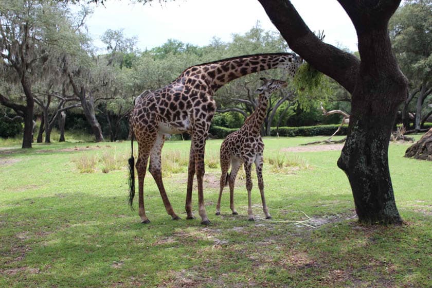 Giraffes at Disney's Animal Kingdom 