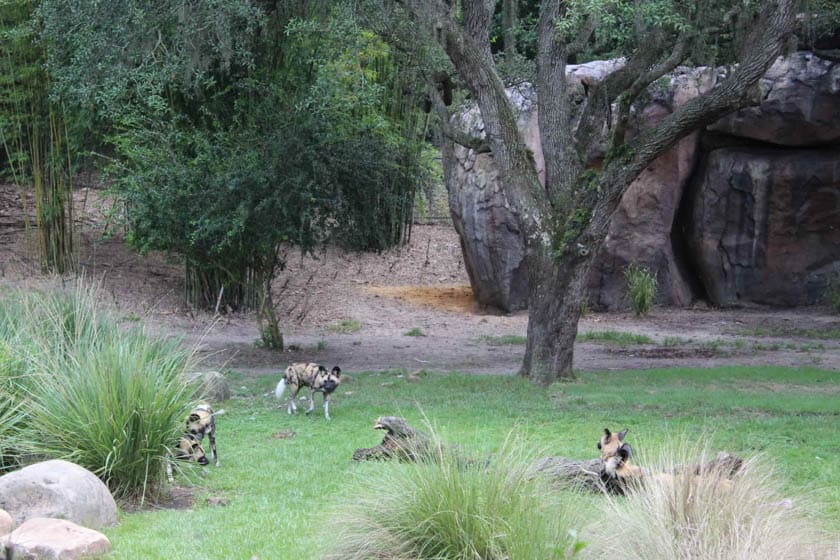 African Wild Dogs at Disney's Animal Kingdom 