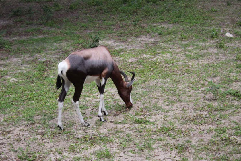 Bontebok at Disney's Animal Kingdom 