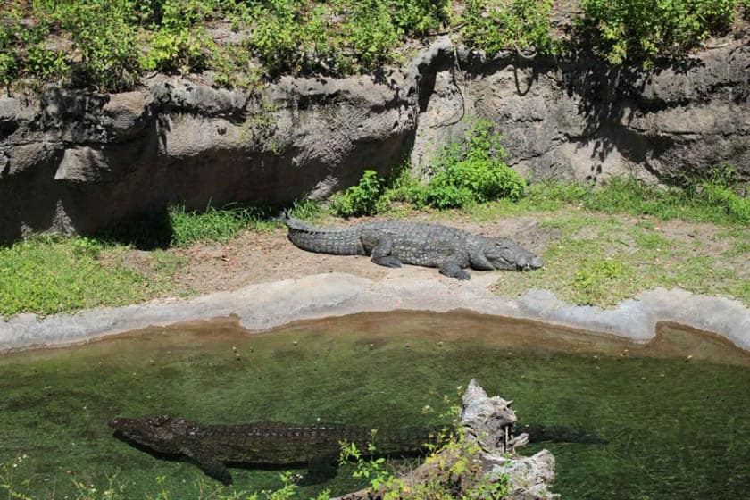 crocodile at Disney's Animal Kingdom 