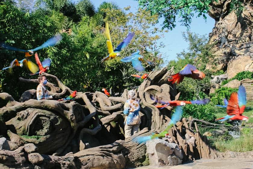 Macaws at Disney's Animal Kingdom 