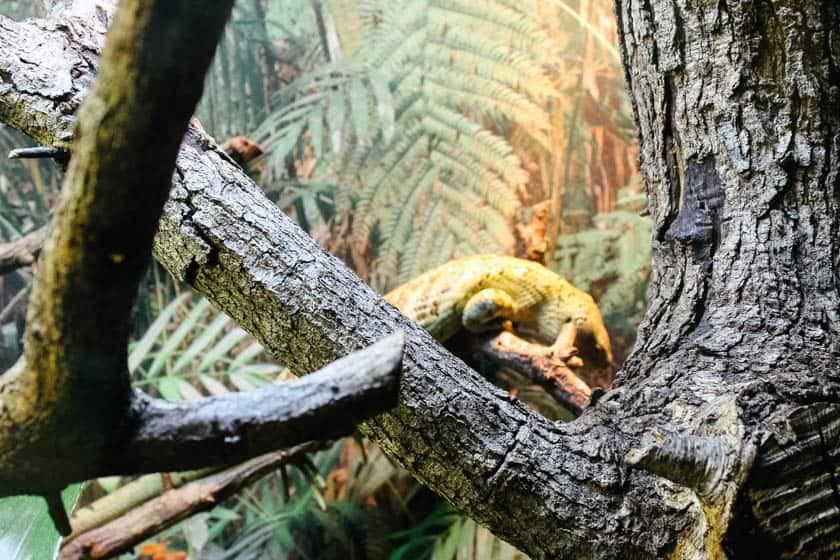 a skink at Disney's Animal Kingdom 