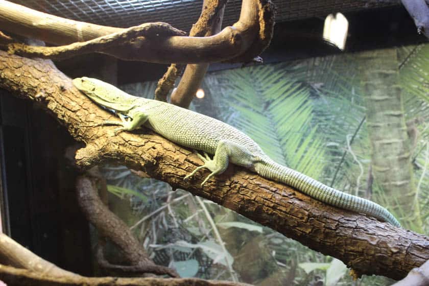 a tree monitor at Disney's Animal Kingdom 