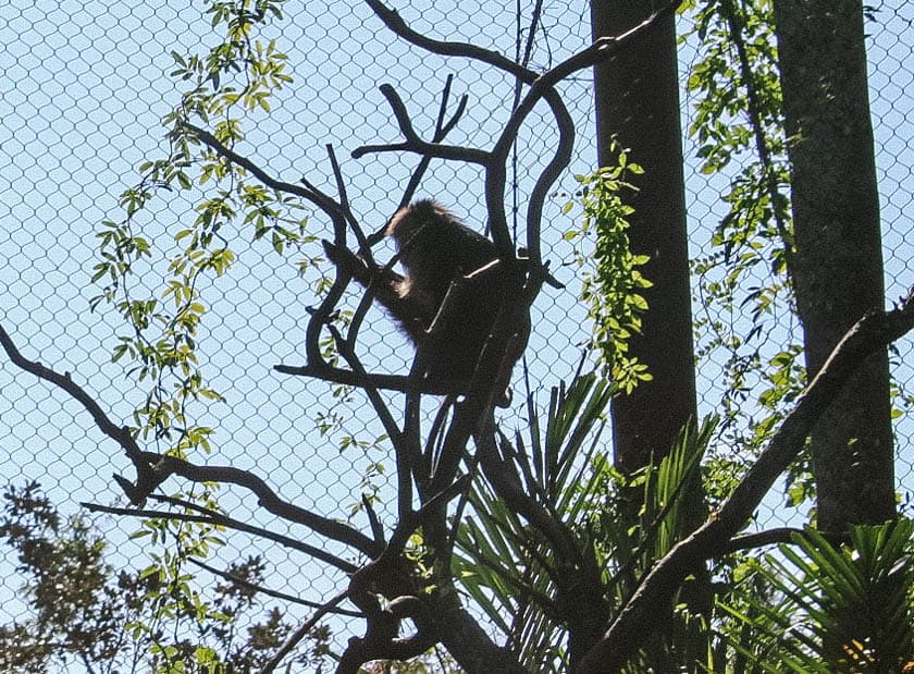 Lion Tailed Macaques 