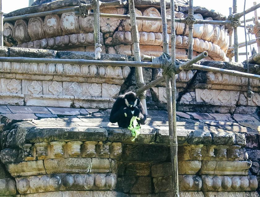 Gibbons exhibit at Disney's Animal Kingdom 