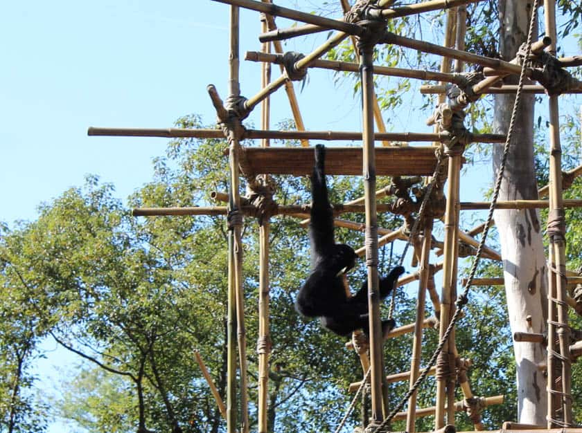 Siamangs 