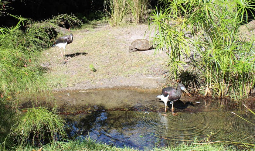 Abdim Stork 