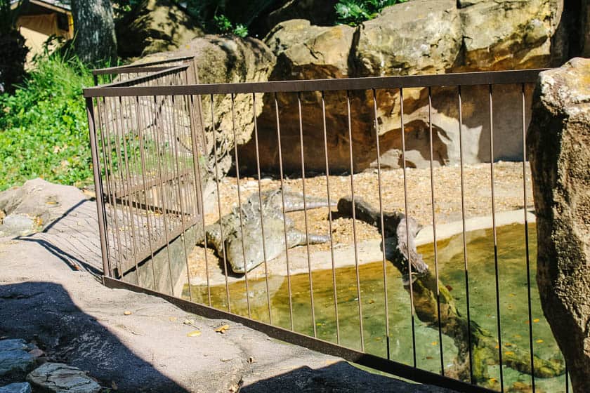Guide: Finding Animals at Disney's Animal Kingdom – Resorts Gal