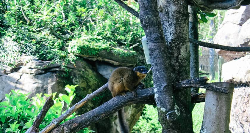 brown collared lemurs at Disney's Animal Kingdom 