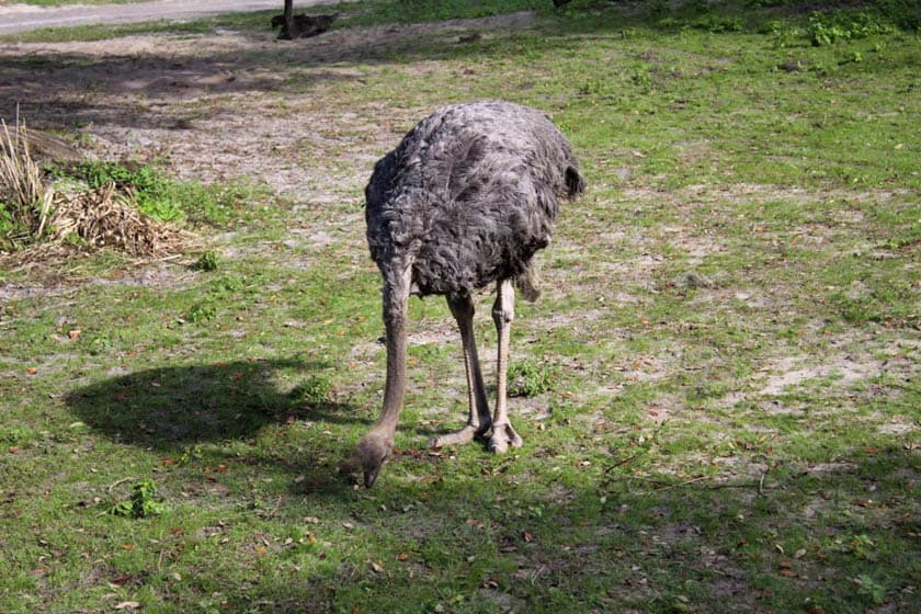 Ostrich at Disney's Animal Kingdom 