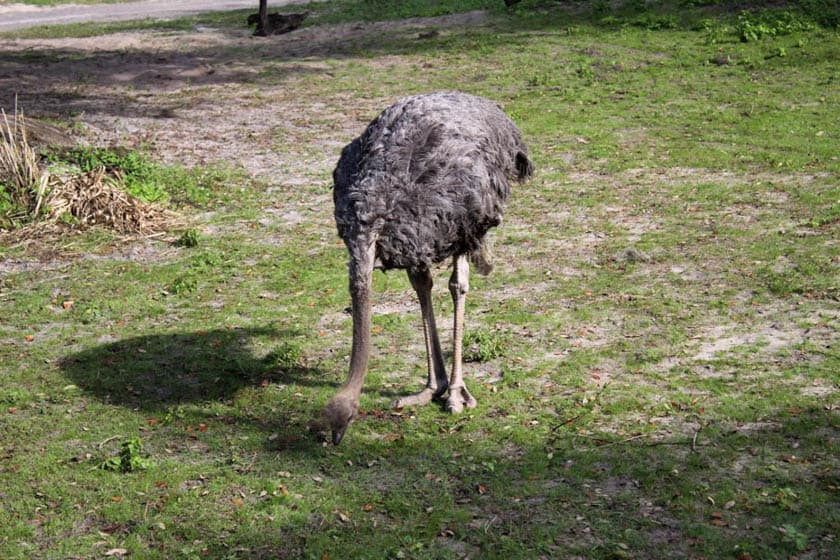 Ostrich at Disney's Animal Kingdom
