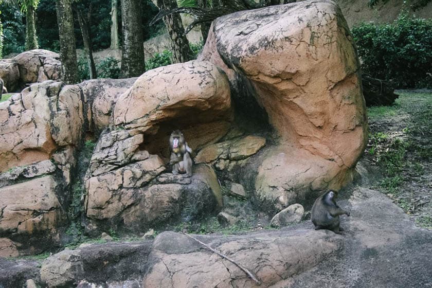 Mandrills at Disney's Animal Kingdom 