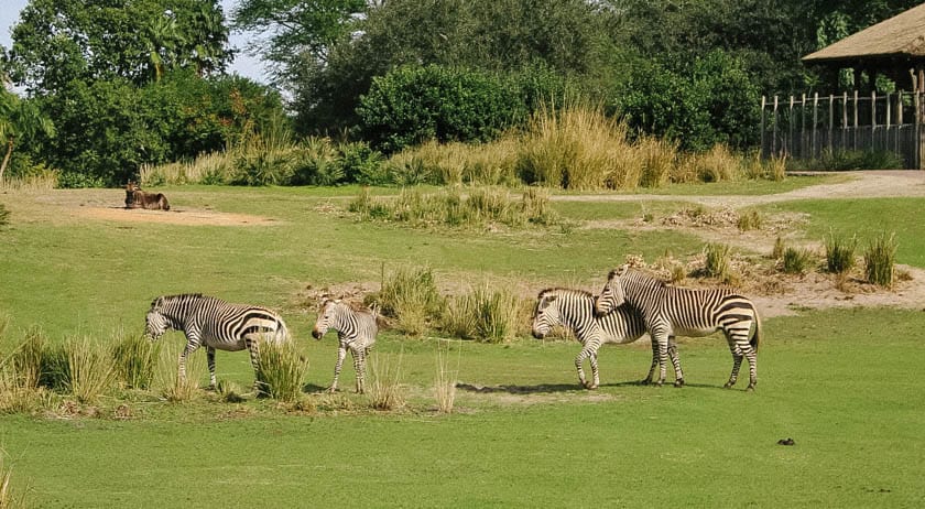 Zebras at Disney's Animal Kingdom 