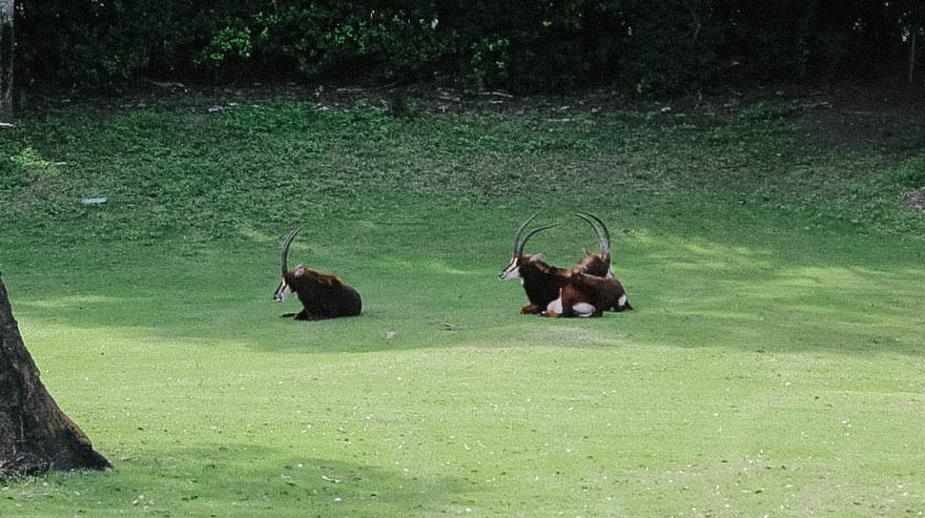 Sable antelope at Disney's Animal Kingdom 