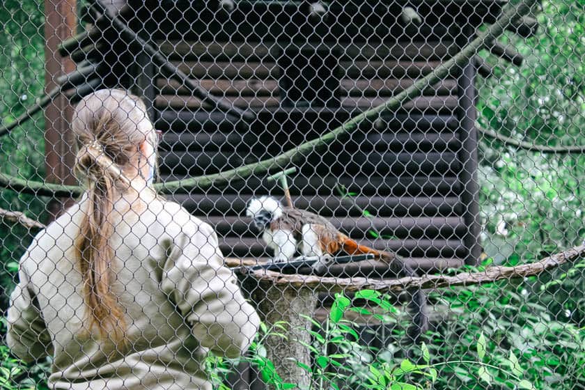 cotton top tamarin at Disney's Animal Kingdom 