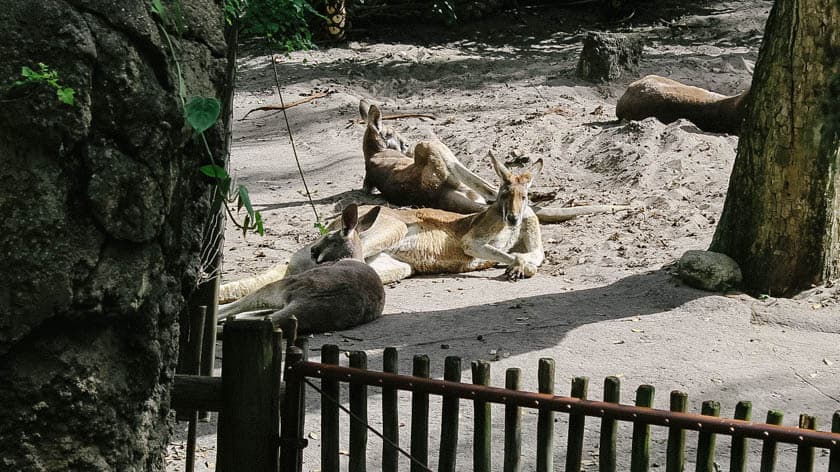 a red kangaroo at Disney's Animal Kingdom 