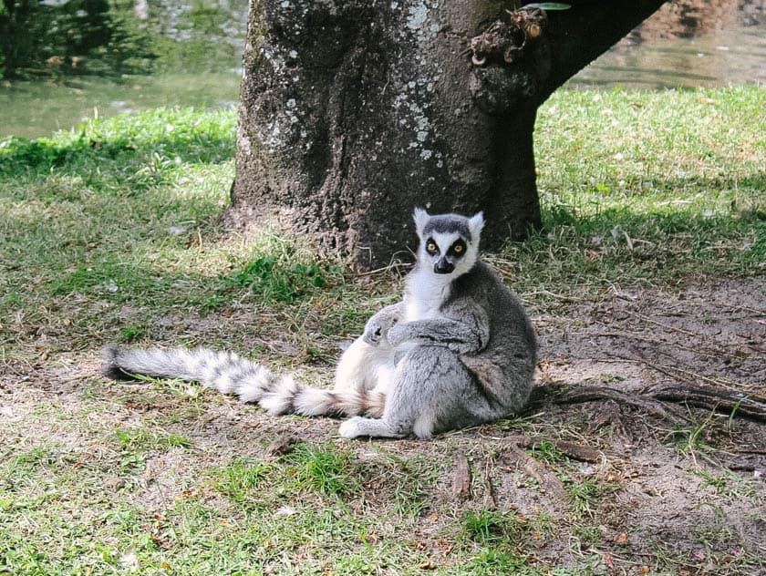 a ring-taled lemur on the Discovery Island Trails 