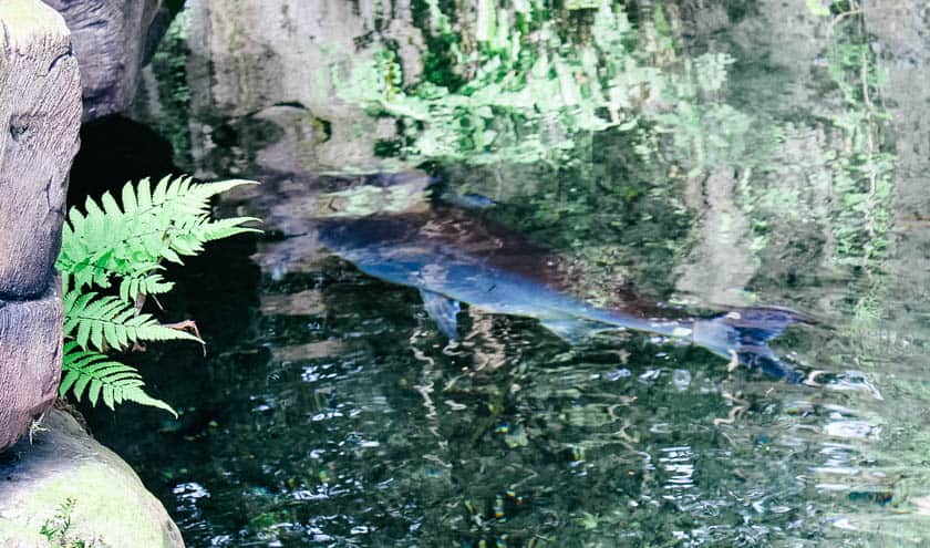 shark catfish at Disney's Animal Kingdom 