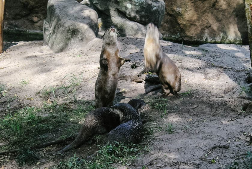 Otters trying to reach a snack at Disney's Animal Kingdom 