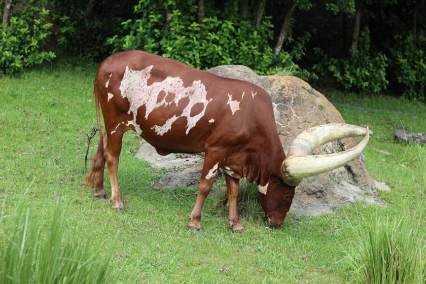 Ankole Cattle at Disney's Animal Kingdom 