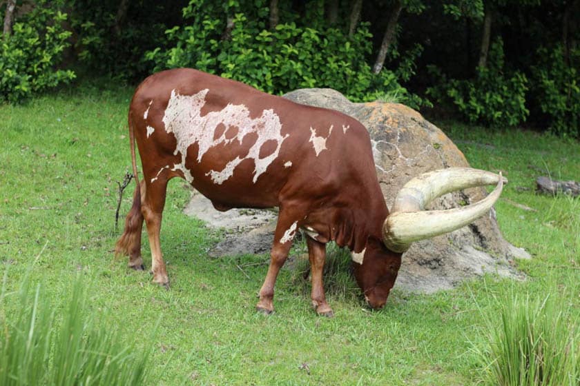 Ankole Cattle at Disney's Animal Kingdom