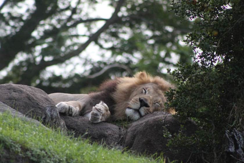 a sleeping lion at Disney's Animal Kingdom 