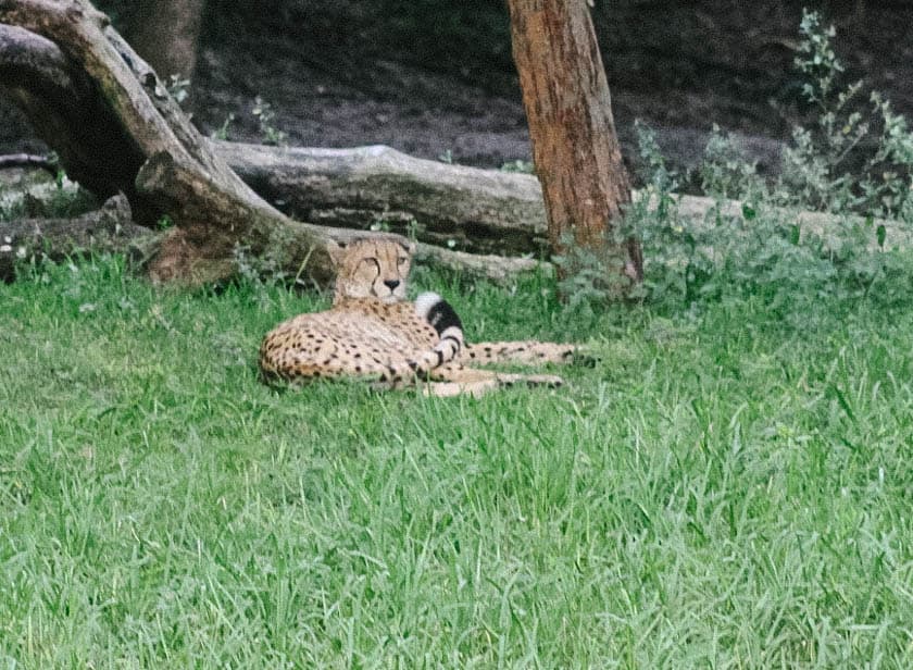 Cheetah at Disney's Animal Kingdom 