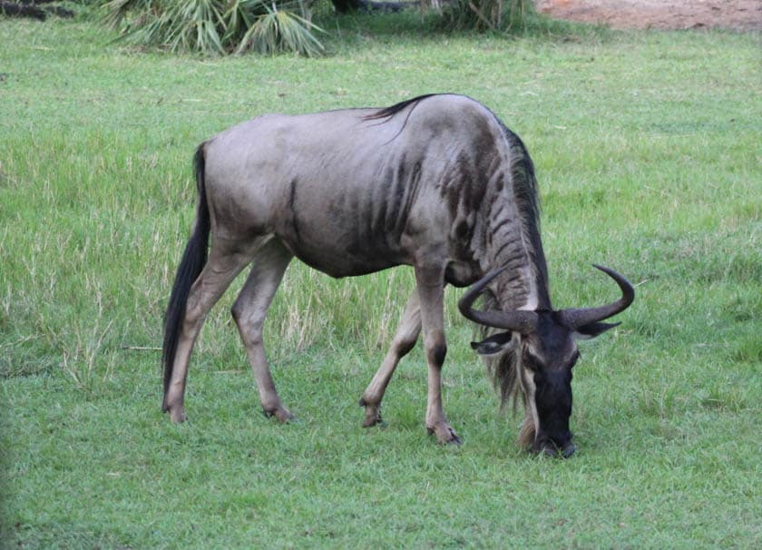 Wildebeests at Disney's Animal Kingdom 