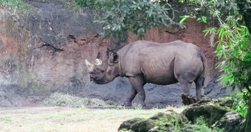 black rhinos at Disney's Animal Kingdom 