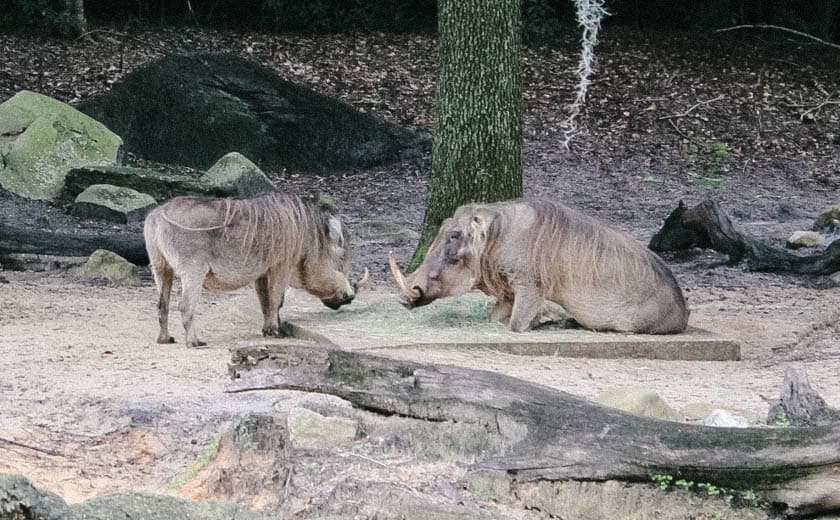 African Hogs  at Disney's Animal Kingdom 