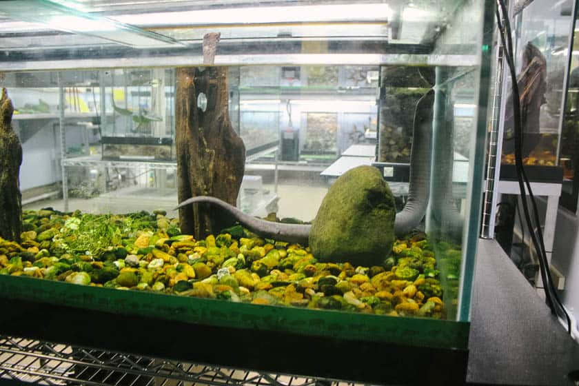 eel