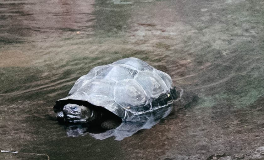 galapagos tortoise at Disney's Animal Kingdom 