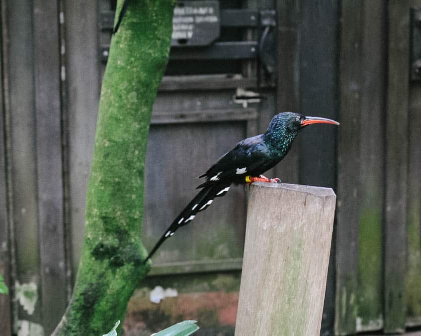 a bird with spotted tail feathers at Disney's Animal Kingdom 