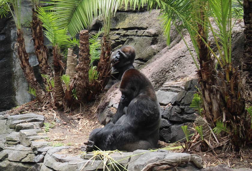 Lowland Gorillas at Disney's Animal Kingdom 