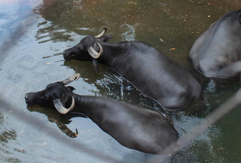 water buffalo at Disney's Animal Kingdom 