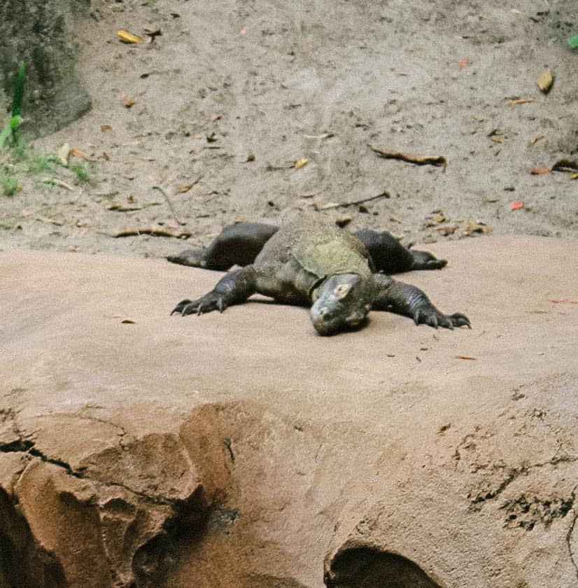 komodo dragon at Disney's Animal Kingdom 