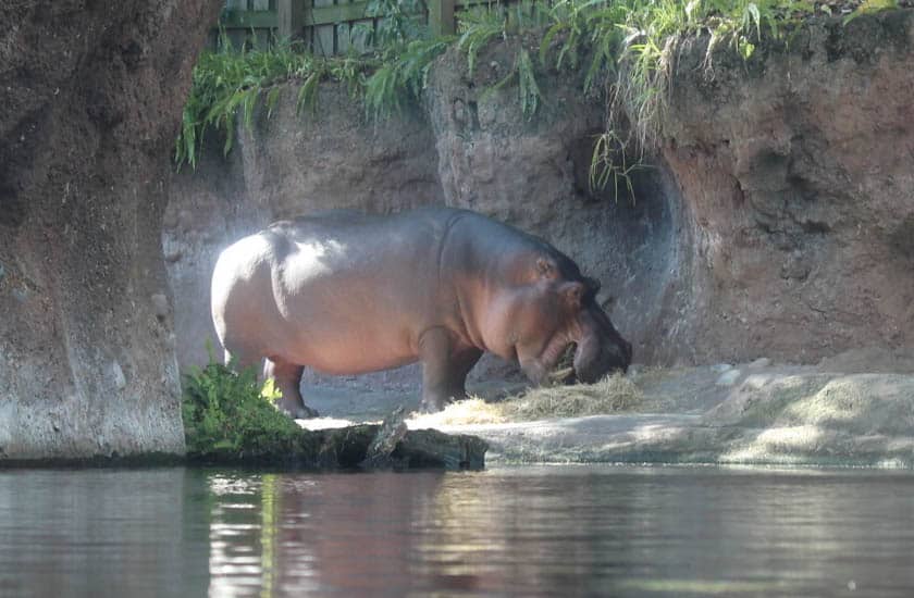 Hippopotamus at Disney's Animal Kingdom 