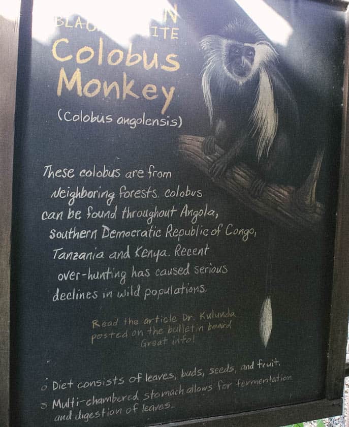 Colobus Monkey at Disney's Animal Kingdom 