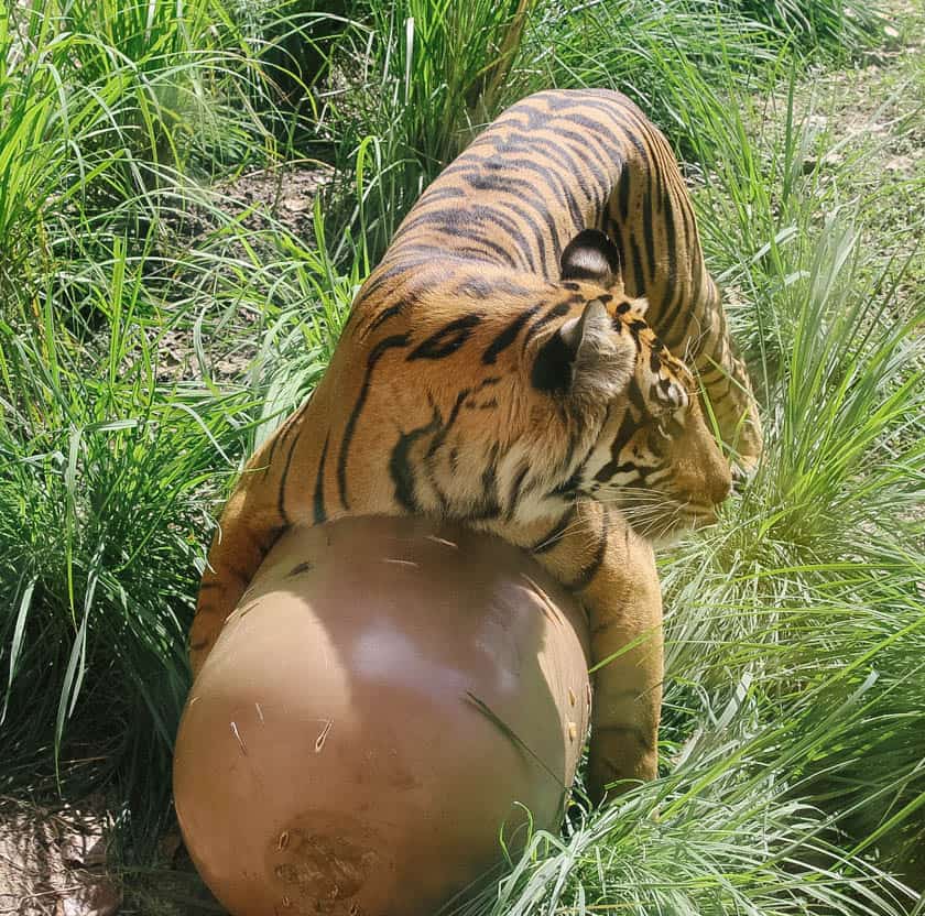 a Sumatran tiger at Disney's Animal Kingdom 