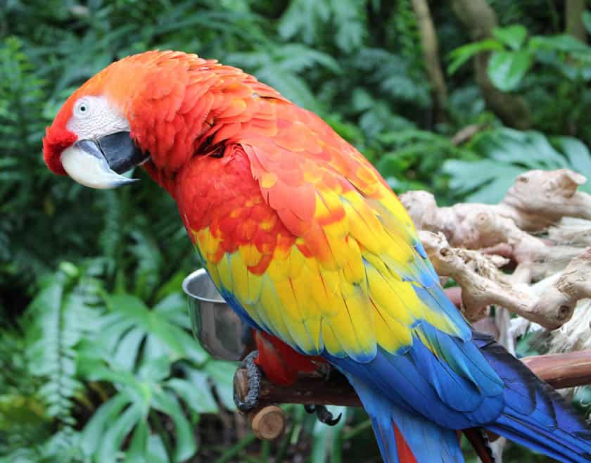 a macaw at Disney's Animal Kingdom 