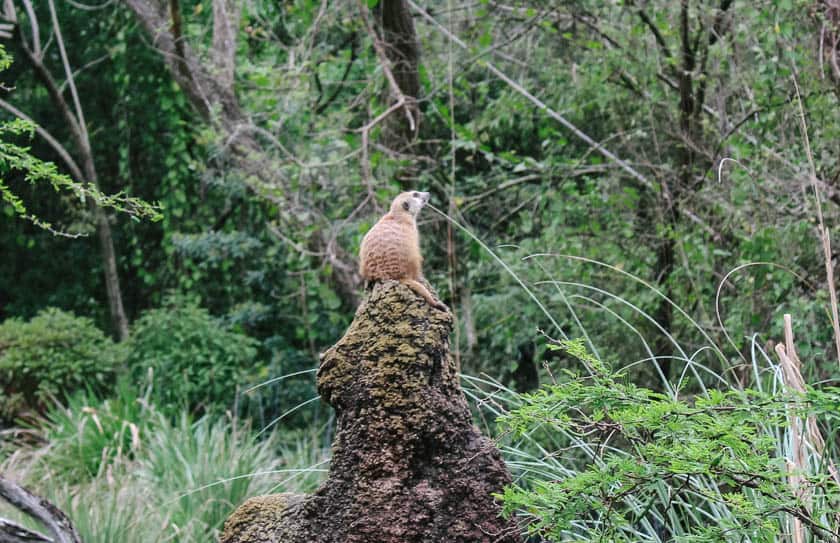 Meerkat at Disney's Animal Kingdom 