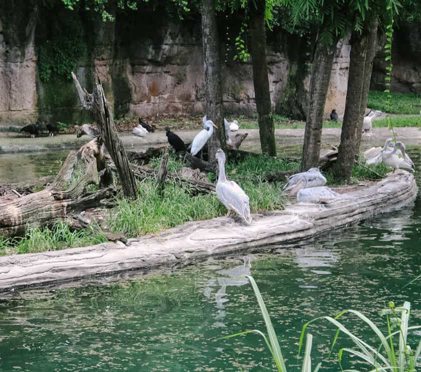 pink backed pelican at Disney's Animal Kingdom 