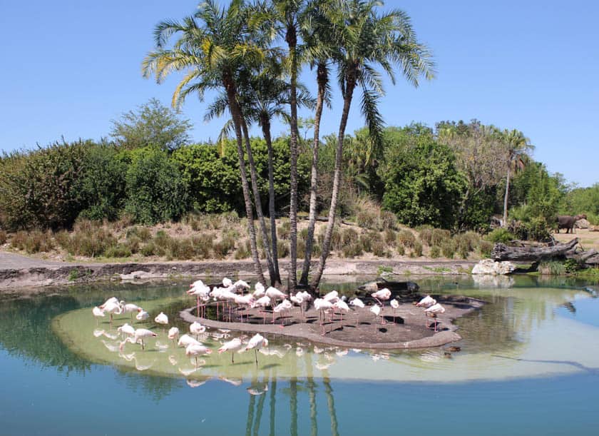 flamingos on the safari at Disney's Animal Kingdom 