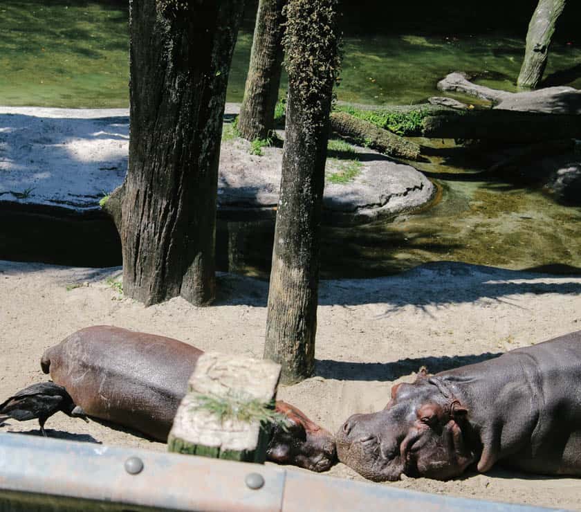 Hippo at Disney's Animal Kingdom 