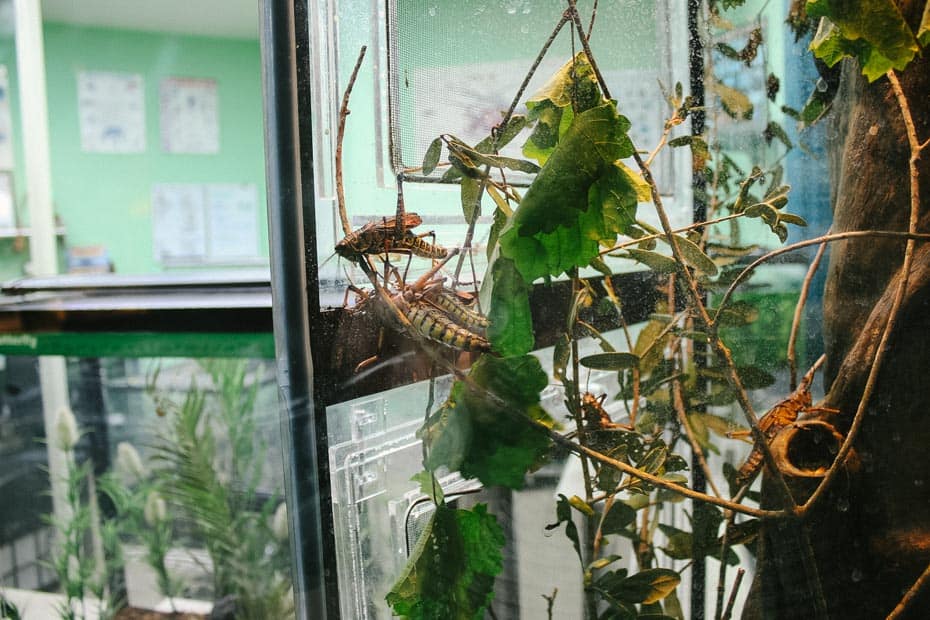 a display with insects at Conservation Station at Animal Kingdom 