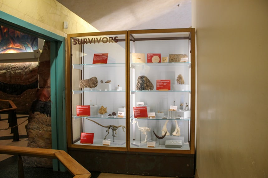 a display case inside the Dinosaur ride queue