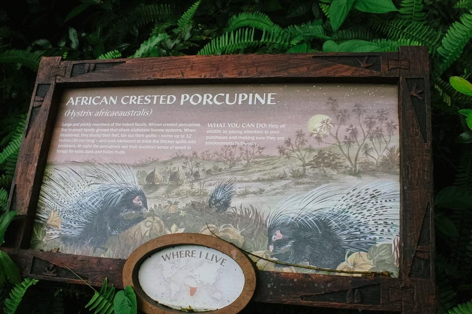 an African Crested Porcupine sign 
